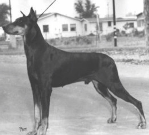 42-Dobermann anni settanta